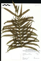 藏品(西南假毛蕨)的圖片